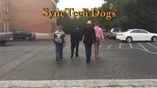 SyncTech Dogs