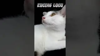 KUCING LUCU VERSI #Naturalfeel559 #shorts #kucinglucu