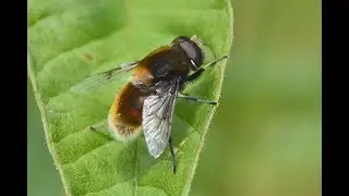 Hommelbijvlieg Eristalis intricaria