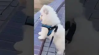 cute pets/ #pets #dog #animal #doglover #petsanimal