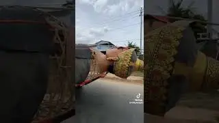 King ting mong #cambodia #chhungmii #tingmong2024 #funny