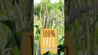 Unveiling the Marvels of Millets: Why They're Vital for Health & Sustainability | Sirimart