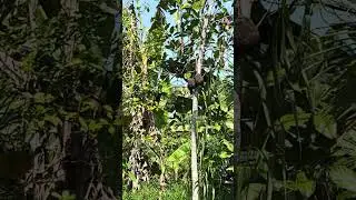 Huýt cô mái đấu bổi