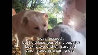 Senior dogs matter