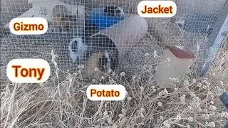 Guinea Pig Sanctuary. How to Raise Happy Healthy Guinea Pigs Outside in  Hot Weather or Cold.