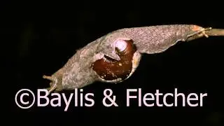 Snail, Sri Lanka. 20110209_202940.mp4