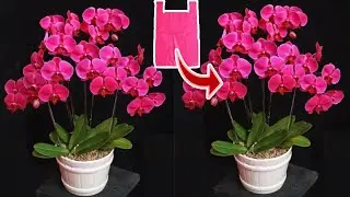 Как сделать цветок орхидеи из полиэтиленового пакета - идеи цветочных поделок