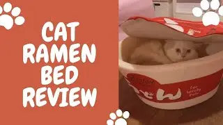 I Bought My Cat The Viral 
