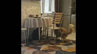 котики мейн-куны 🐈 🐈&zwj;⬛ приколы с кошками 😺