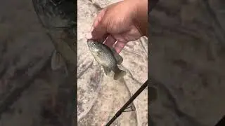 Micro fishing for green sunfish#fishing#shorts