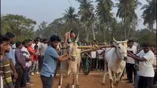 సామర్లకోట రాష్ట్రస్థాయి ఎడ్ల పందెం సీనియర్స్ 2nd ప్రైజ్ 🐂🏆🐂@ కోరా సత్యవేణి చౌదరి గుమ్మిలేరు బుల్స్