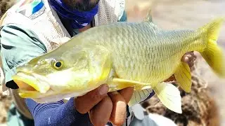 Sterkies Largie on dry - sterkfontein dam large mouth yellow fish on dry fly