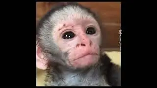 Funny cute animals vidoos of Dogs cats kittens and pet babies for playing in 2021