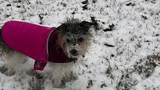 Winter Storm Fern