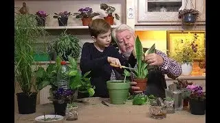 COMMENT RÉUSSIR DES BOUTURES DE FEUILLES AVEC DES PLANTES D'INTÉRIEUR