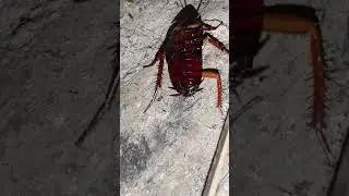 ##cockroach#####animals##