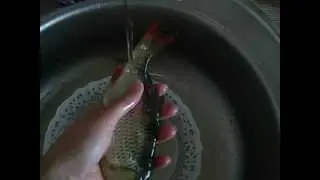 How to salt fish part 4