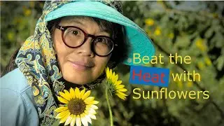 Growing Native Sunflowers for Shade and Mulch in Hot, Dry Climates