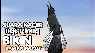 Terapi suara kacer ngeplong, pancingan kacer, masteran kacer ampuh, durasi panjang Berjam jam