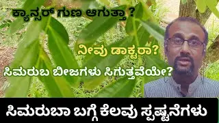 Simarouba - few clarifications | ಸಿಮರುಬ ಬಗ್ಗೆ ಕೆಲವು ಸ್ಪಷ್ಟನೆಗಳು