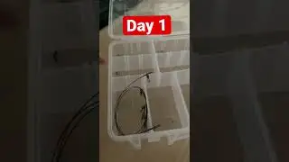 Day one of building the ultimate pike fishing tackle box #fishing #pike #northernpike