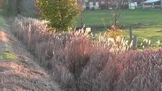 Using miscanthus sacchariflorus to control weeds in organic farming 1