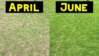 Fixing a Bare Lawn Cheap and Easy