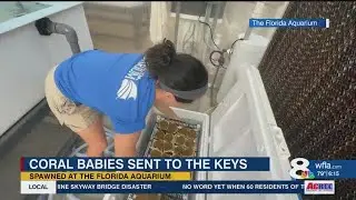 More than 1,000 corals born at The Florida Aquarium head to the Keys