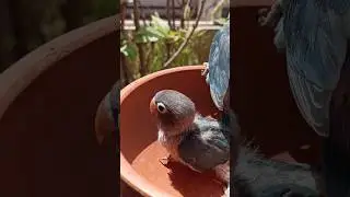 Green fishers parents me se blue parsanata chicks kaisy aty hain #breeding #lovebirds #shorts #short