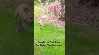 Fox Hunts Two Marmots #shorts