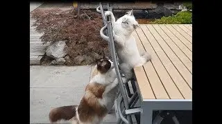 Kitten Goals  (Timo the Ragdoll Cat)