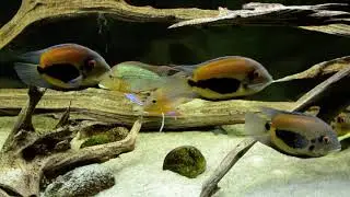 Amazon tank