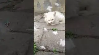 My Kitten pet Steel Soul