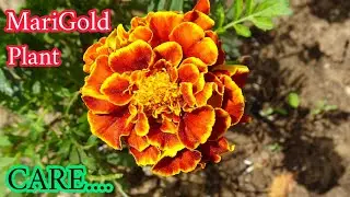 Best Care Tips to Grow Marigold Plants - How to Grow Marigold Flowers in pots - The Small Story