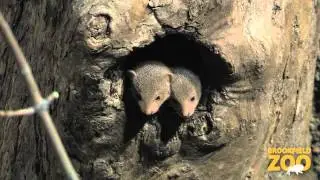 New Mongoose Pups in Habitat Africa