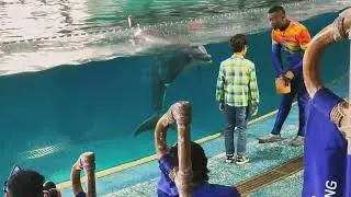 Sea World,dolphin show,Ferrari World,Dubai 