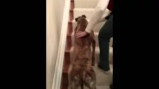 Teaching stairs to a greyhound!