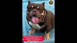 #Simrat #Bully #Kennel #Amritsar 🇮🇳 #MR #CHEWBACCA #THAILAND #IMPORT