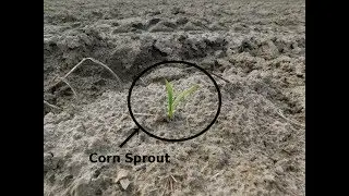 Corn and Potatoes Starting to Sprout