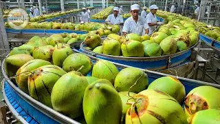 How Millions of Coconuts Are Processed in a Factory &ndash; Thai Coconut Farming