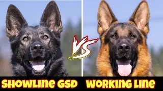 Show line German shepherd vs working line German shepherd | dog comparison | Petsinfomania
