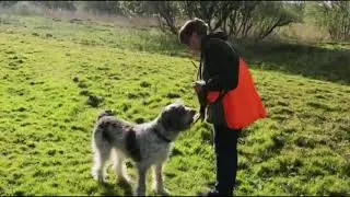 Training Italian Spinone: Dorntanza Challenge Two