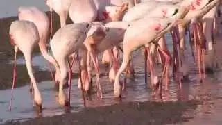 Flamingo at Sewri mudflats- India - Maharashtra - Mumbai