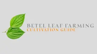 Betel Leaf Farming | Cultivation Guide | Farming Inspirations