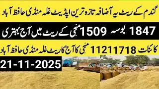 Paddy rate today 1718,1121,bosa1509,1847 rate today.wheat rate today.Makki rate today.21,11,2025