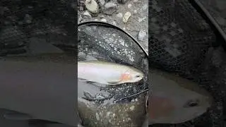 Trout landed #fish #trout #fishing #fun