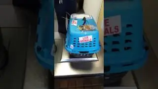 Big Johns Bully House