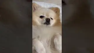 Мечтатель #cute #dog #dogs #doglover #собака #trending #trendingshorts #dream #funny #funnyvideo