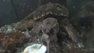 turtle eats live mouse whole
