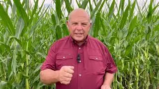 iFarm, iVote